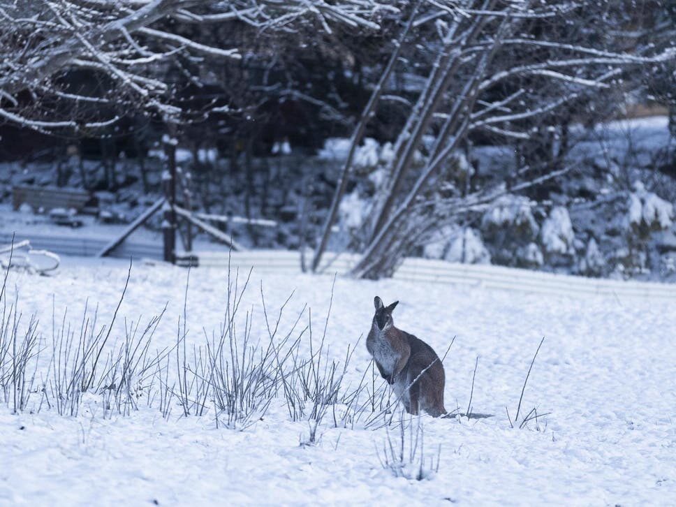 Click to enlarge A wallaby is seen in the snow on August 23, 2020 in Adaminaby, Australia