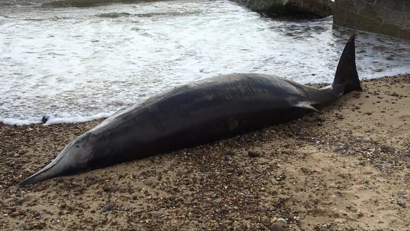 The dead whale washed up on Lowestoft North beach.