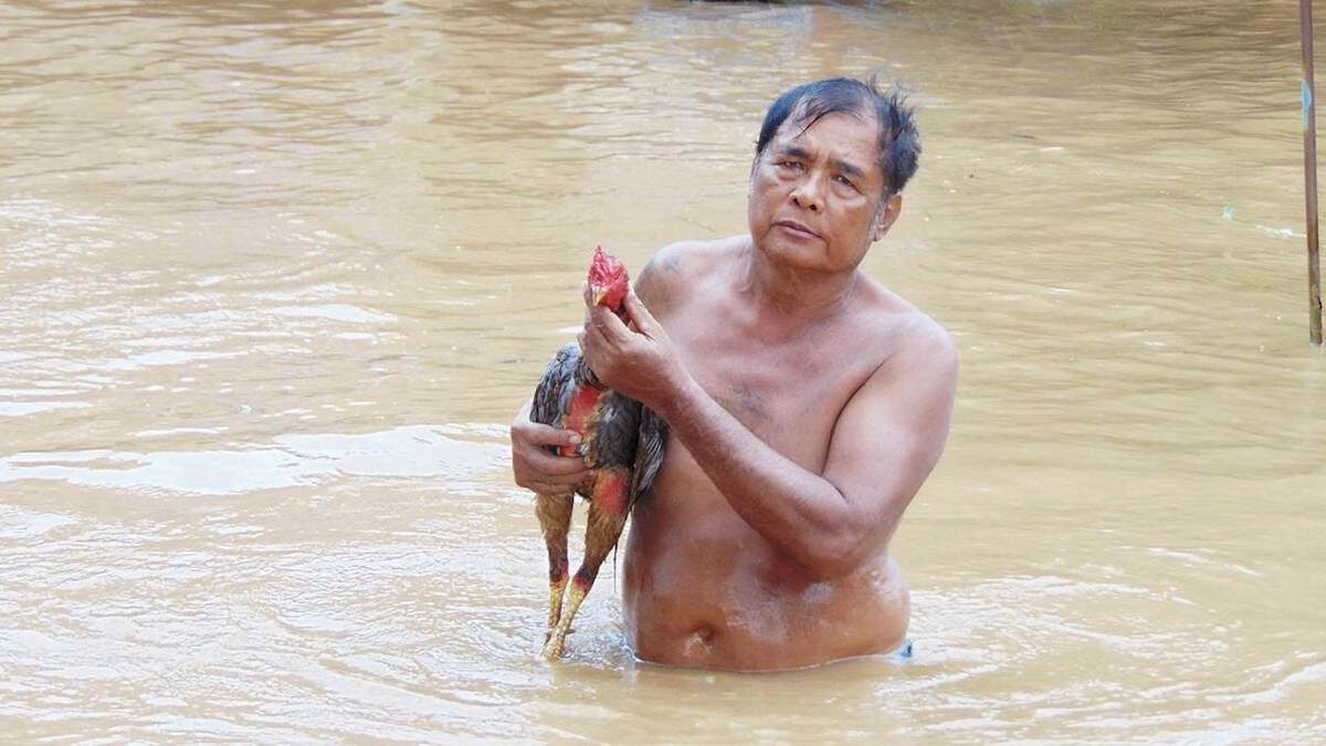 Chicken crosses the road with assistance