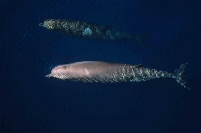 Northern bottlenose whales were spotted in the Clyde yesterday