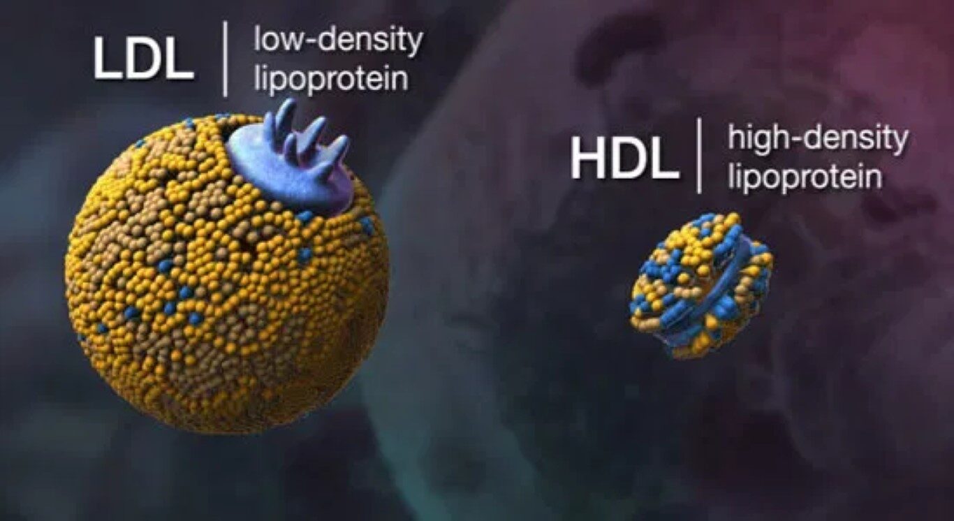 LDL HDL cholesterol