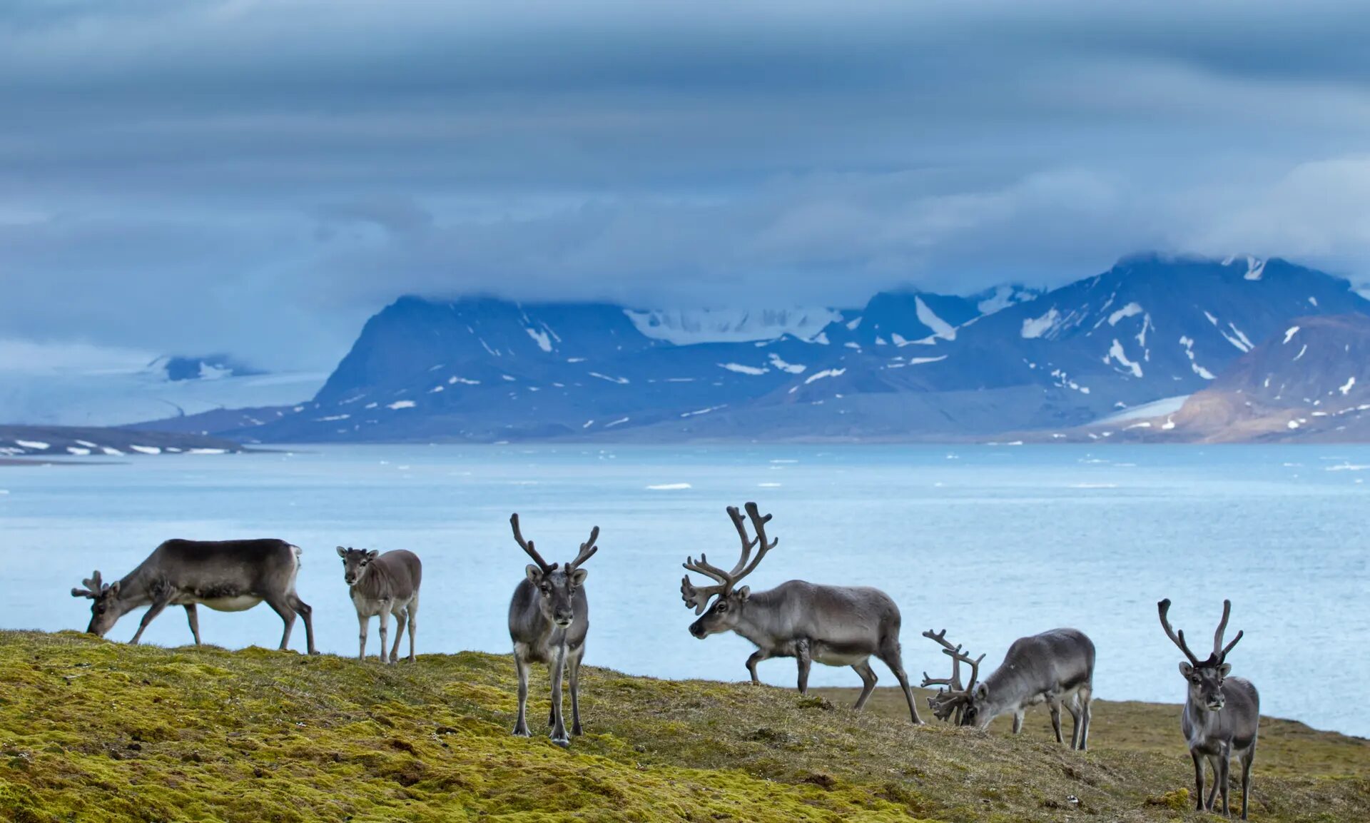 Click to enlarge Reindeer