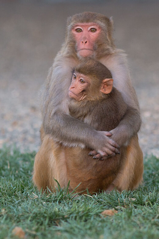 Rhesus macaques