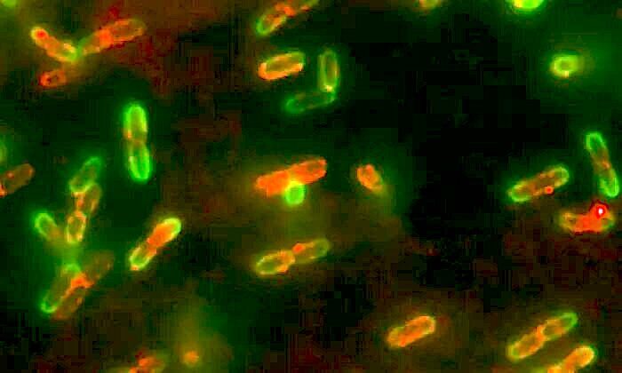 e.coli and proteins