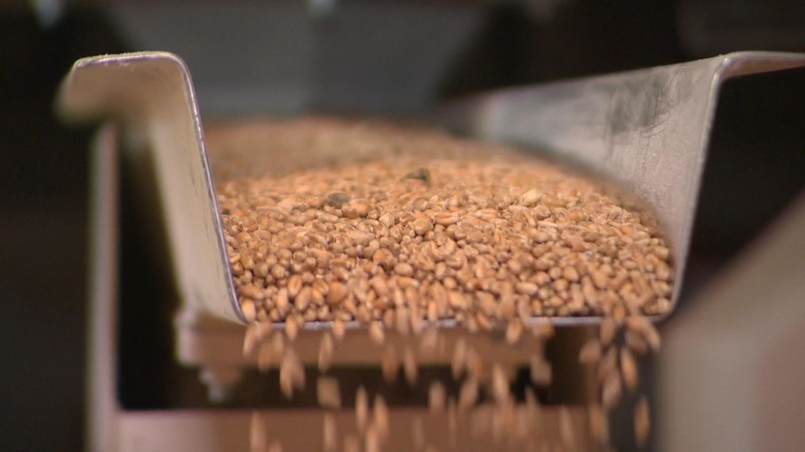 Only a small amount of this year's wheat crop is high quality