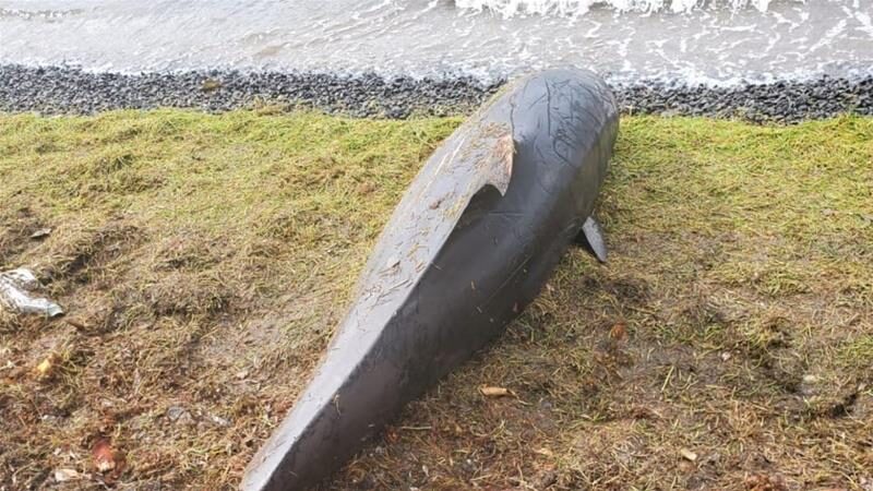 A dolphin carcass lies near Grand Sable, Mauritius