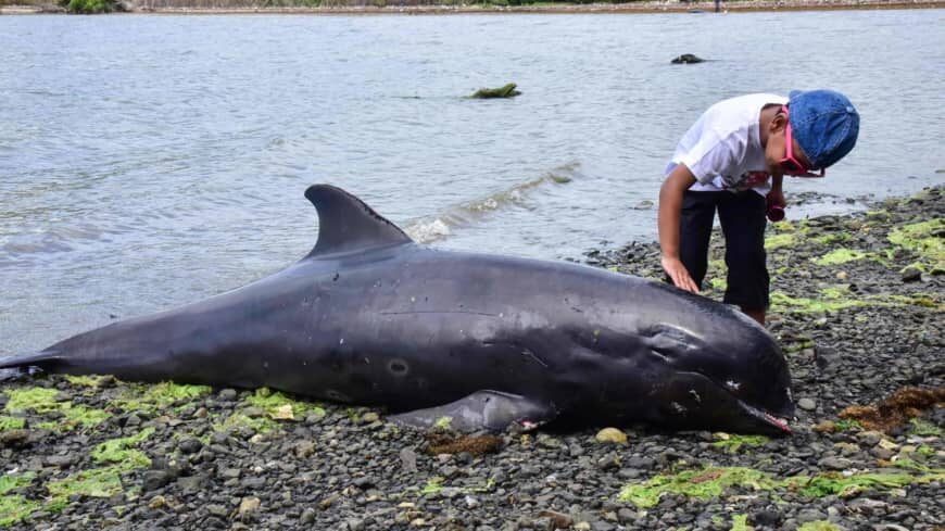 Click to enlarge A boy touches the carcass of a melon-headed whale at the beach in Grand Sable, Mauritius, on Wednesday. At least 18 melon-headed whales washed up on the shores of the island the same day