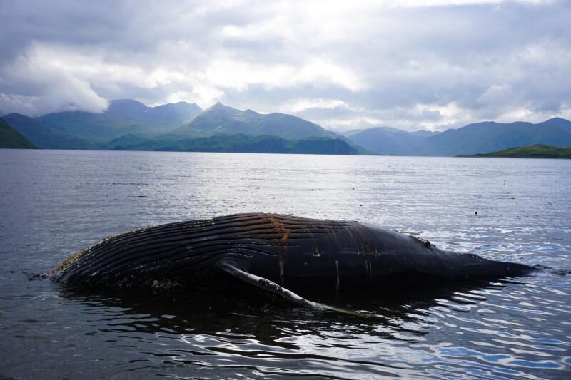 A juvenile humpback whale was spotted in Unalaska Bay on Sunday night. Alaska Sea Grant biologist Melissa Good took tissue samples, but was unable to perform a full necropsy.