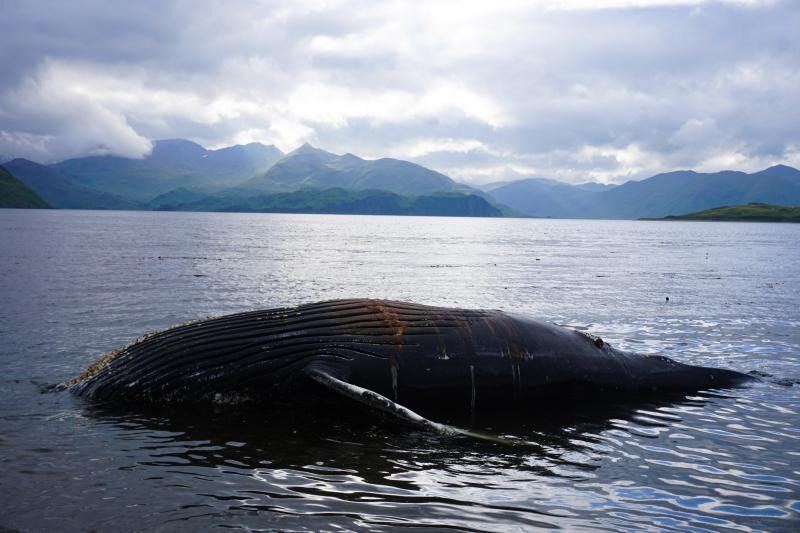 Click to enlarge A juvenile humpback whale was spotted in Unalaska Bay on Sunday night. Alaska Sea Grant biologist Melissa Good took tissue samples, but was unable to perform a full necropsy.