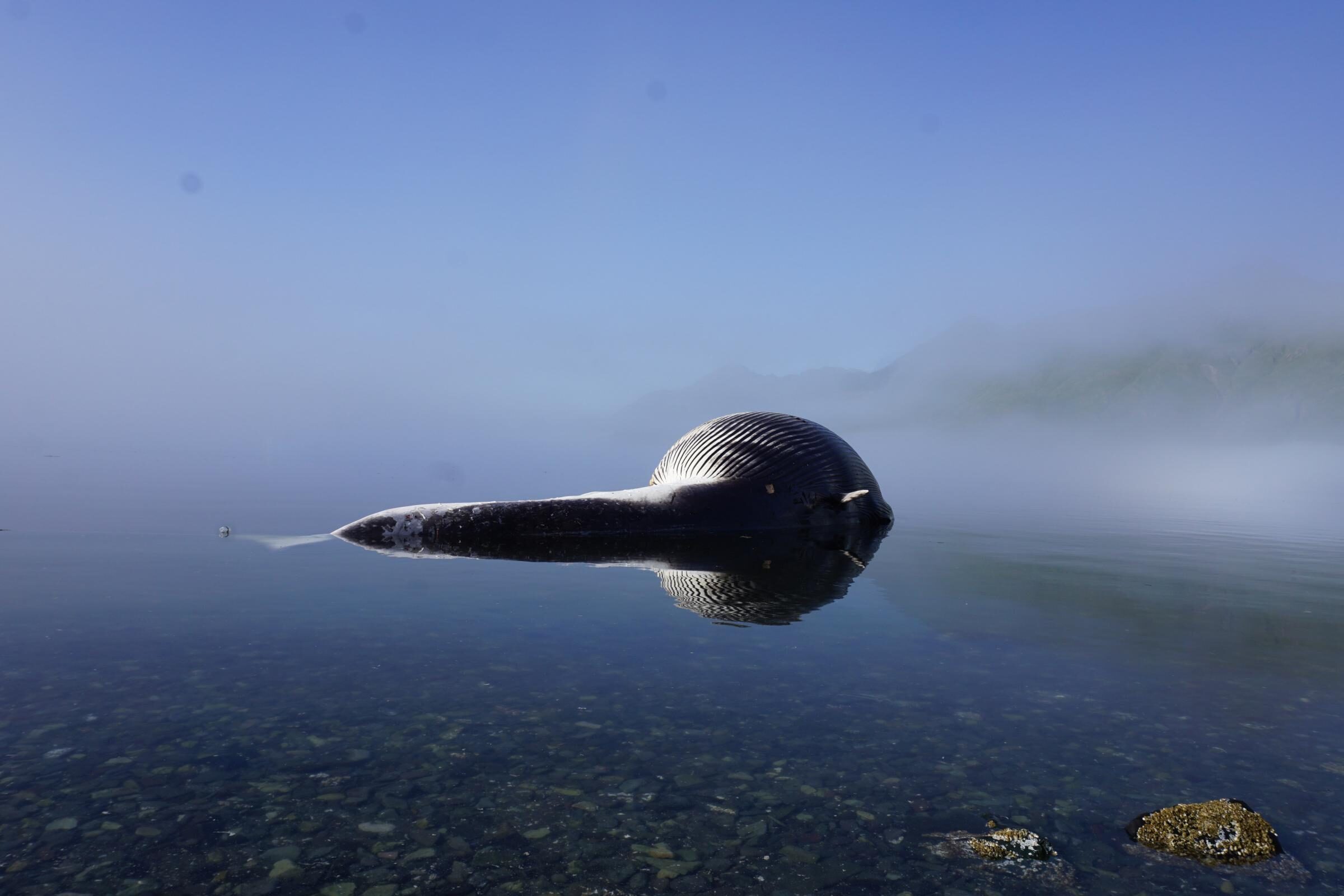 Click to enlarge The fin whale sits in the water near the shore of Little South America.