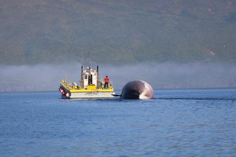 Click to enlarge The fin whale was towed to Wide Bay