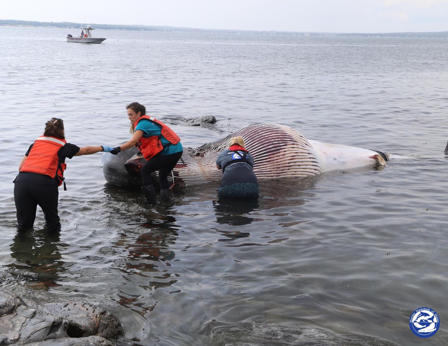 A 4,000 pound minke whale was found dead off the coast of Maine Saturday. Researchers from Marine Mammals of Maine are still working to determine what killed it.