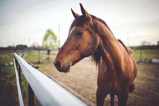 French horse owner surprises animal attackers in the night