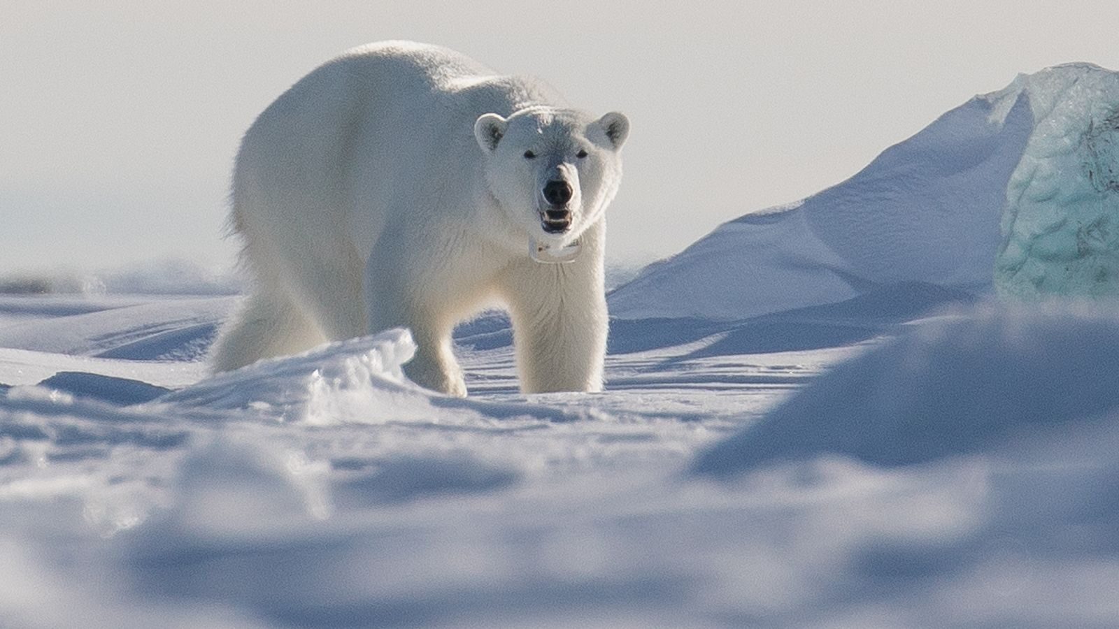 Polar bear in the Svalbard Islands. File pic