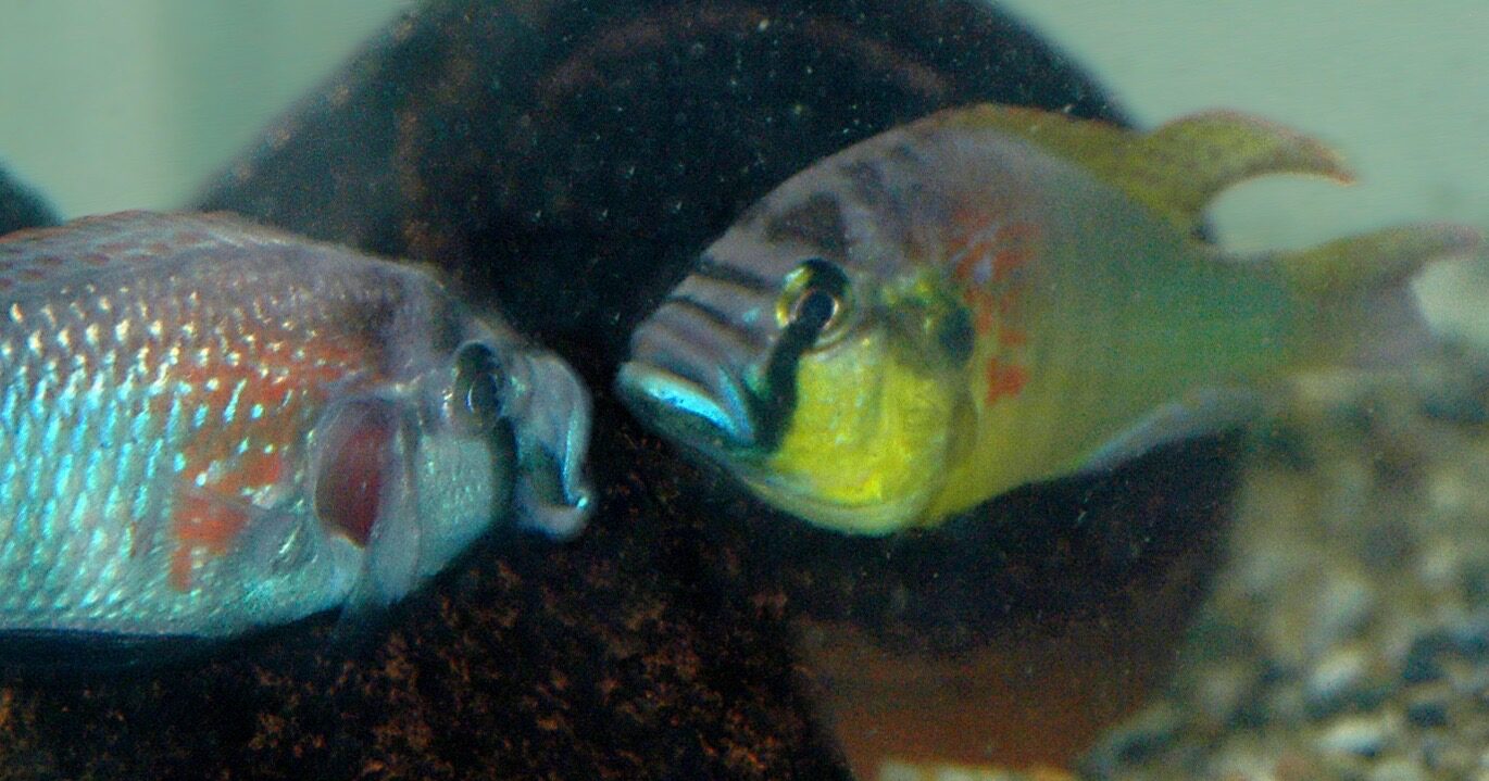 fish