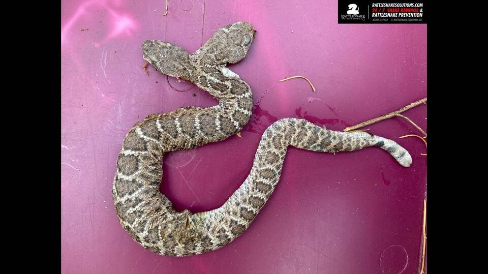 A professional snake catcher searching for den of rattlesnakes stumbled on a two-headed western diamondback rattlesnake near Arizona golf course.