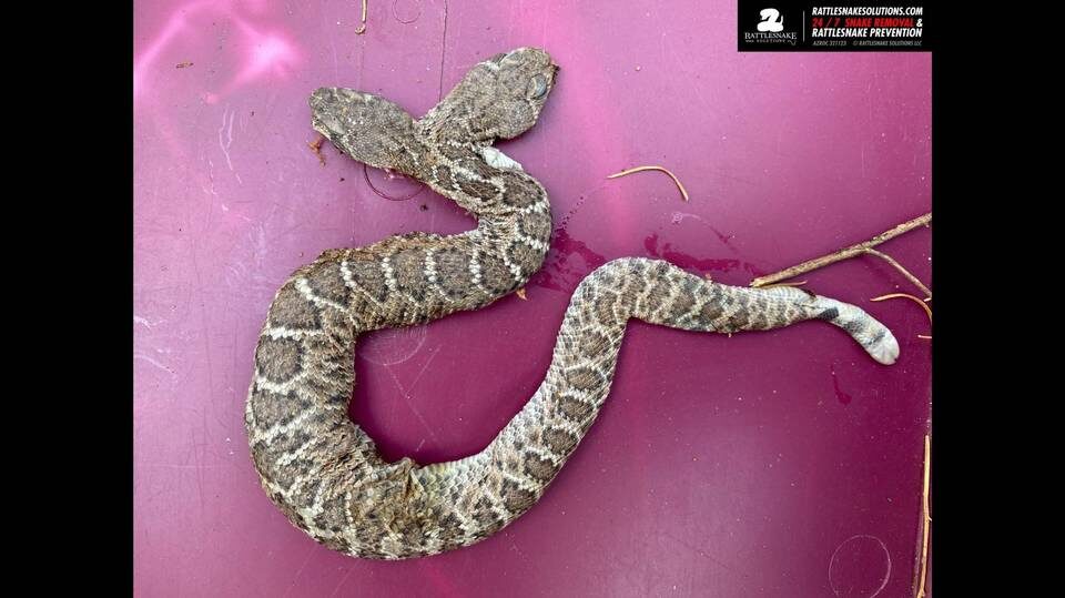 Click to enlarge A professional snake catcher searching for den of rattlesnakes stumbled on a two-headed western diamondback rattlesnake near Arizona golf course.