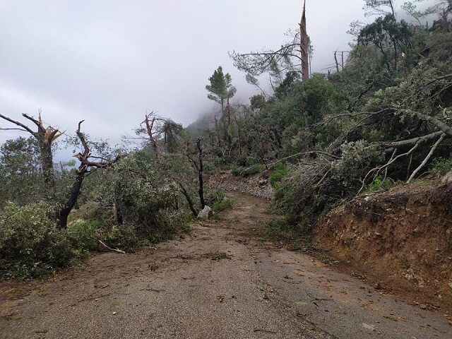 A waterspout ripped the tops off trees in the Serra de Tramuntana mountains