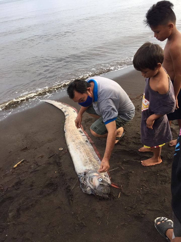 Click to enlarge Residents in Barangay 19 of Gingoog City, Misamis Oriental spotted on Thursday morning, August 20, a 3.2-meter oarfish that washed ashore in their coasts.