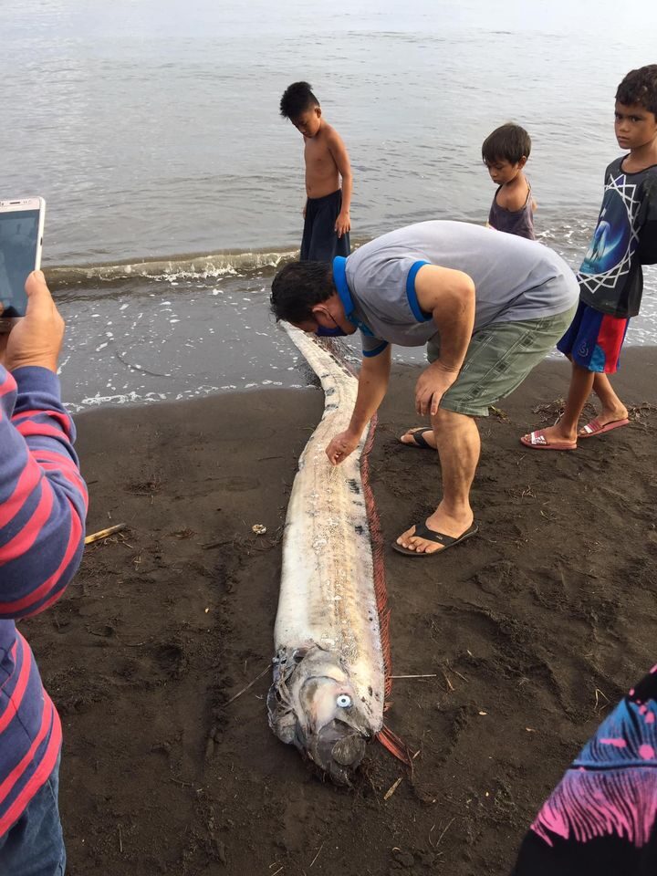 Click to enlarge oarfish