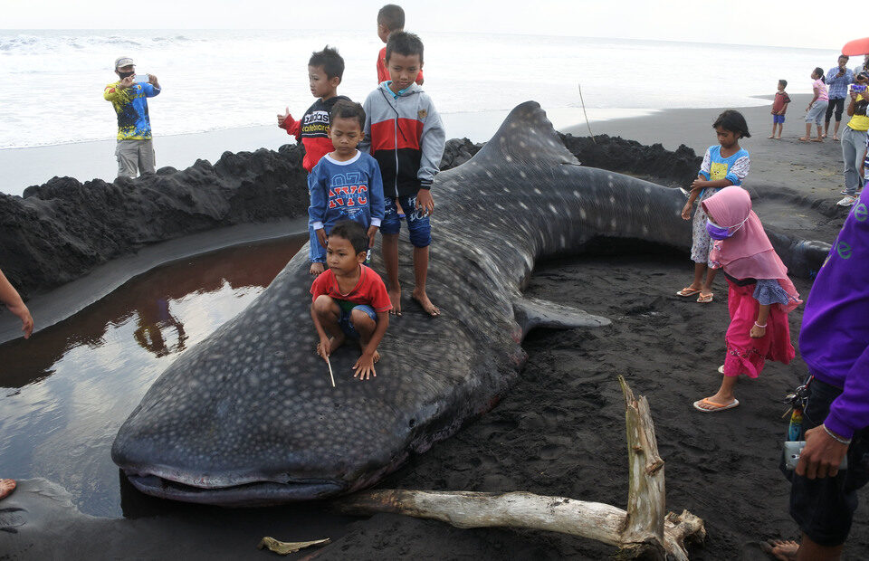 Click to enlarge Children play on the carcass of a stranded whale shark in Kencong subdistrict, Jember, East Java, on August 30, 2020