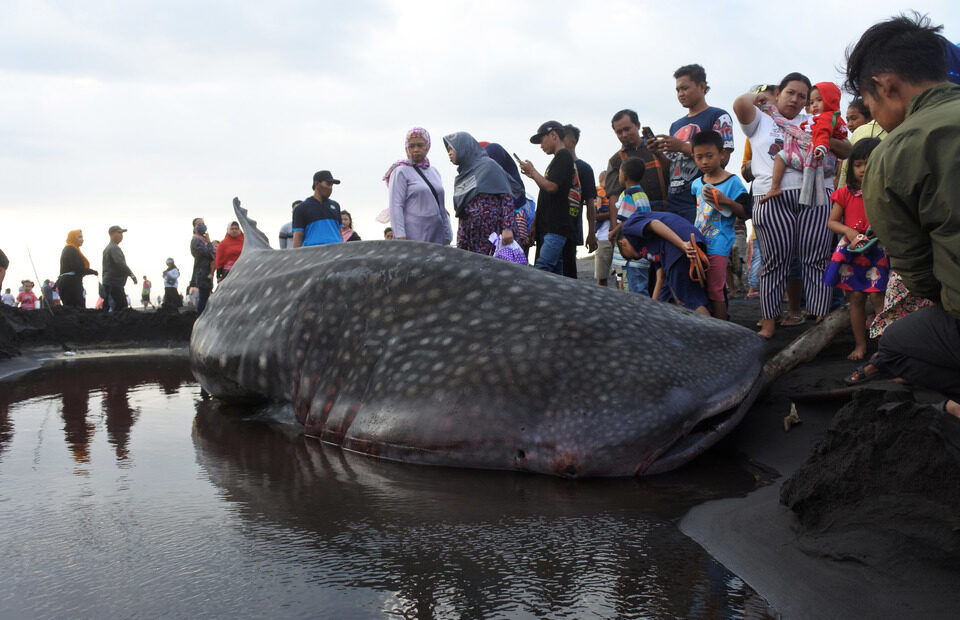 Click to enlarge Curious villagers stand near a dead whale shark washed up onshore in Kencong subdistrict, Jember, East Java, on August 30, 2020.