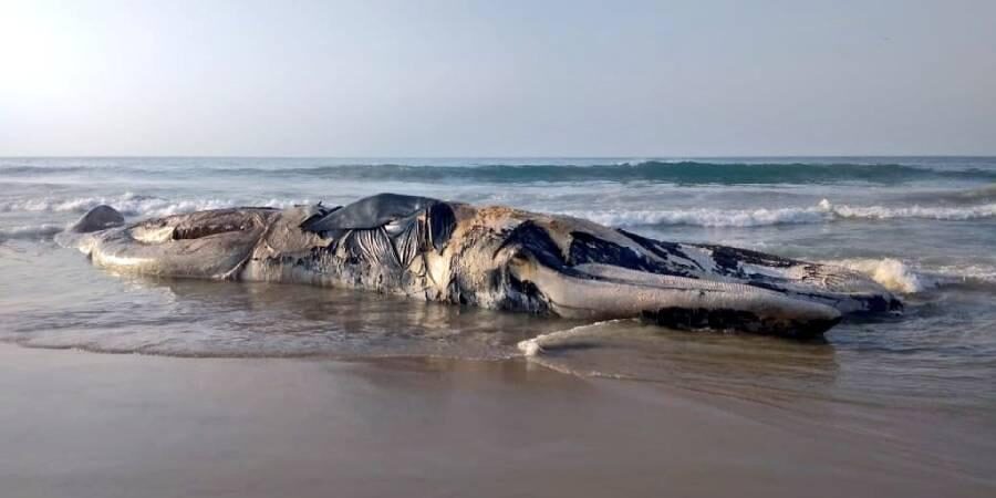 dead whale