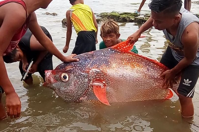 Fishermen were stunned to discover the huge Moonfish