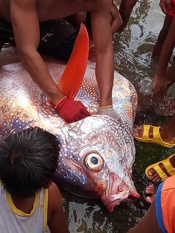 Click to enlarge The giant Moonfish was found on the surface of the ocean following a 6.6 magnitude earthquake