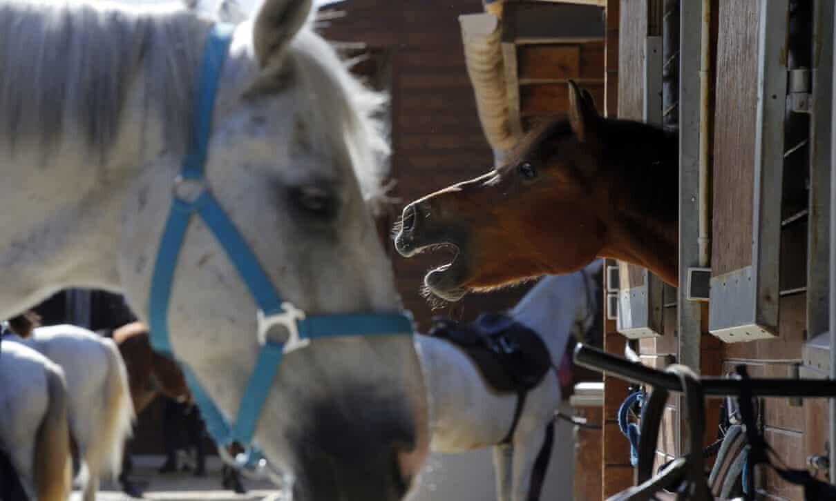 Click to enlarge horses stable