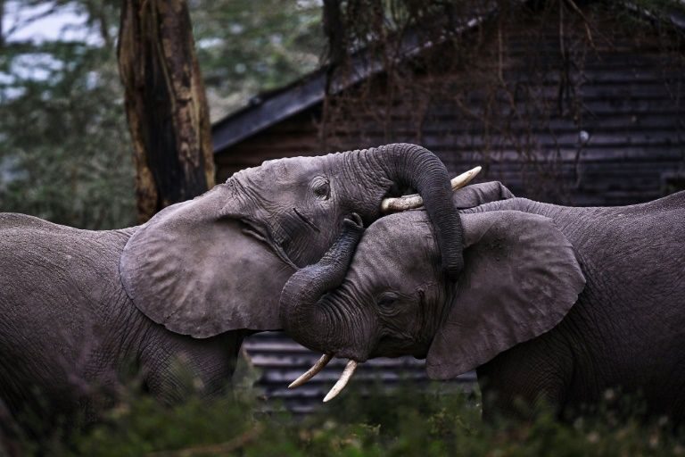 elephants