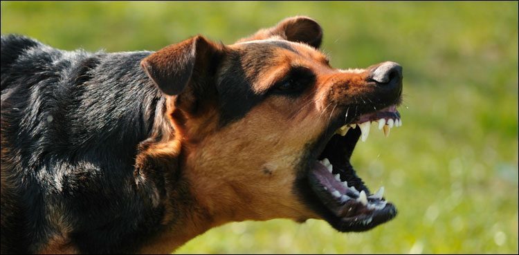 Click to enlarge dog attack