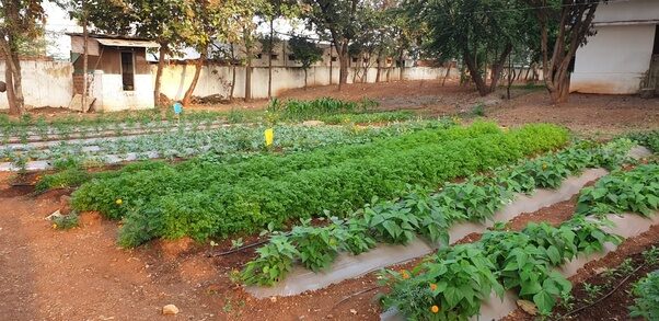 garden