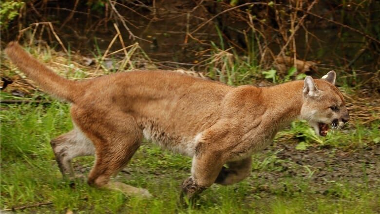 A 10-year-old boy has survived a cougar attack northwest of Lillooet, B.C. on Monday.