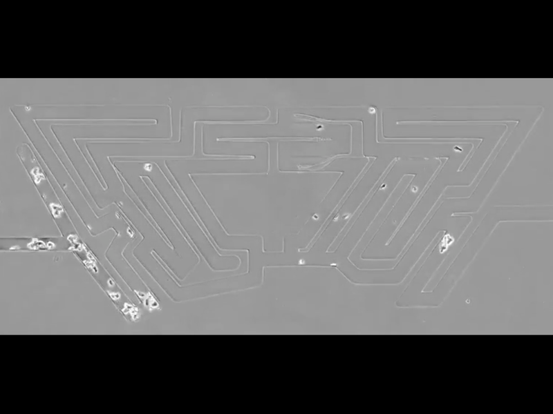 Click to enlarge amoeba maze intelligence