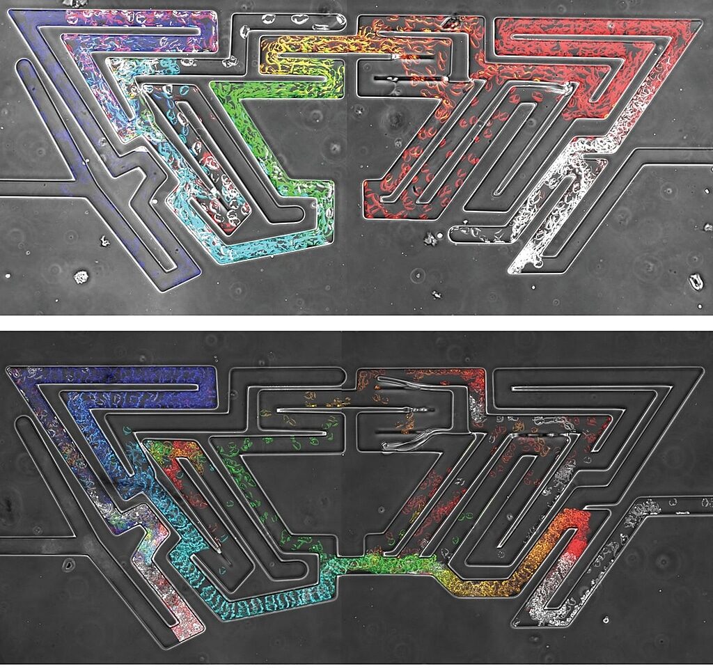 Click to enlarge amoebas maze intelligence