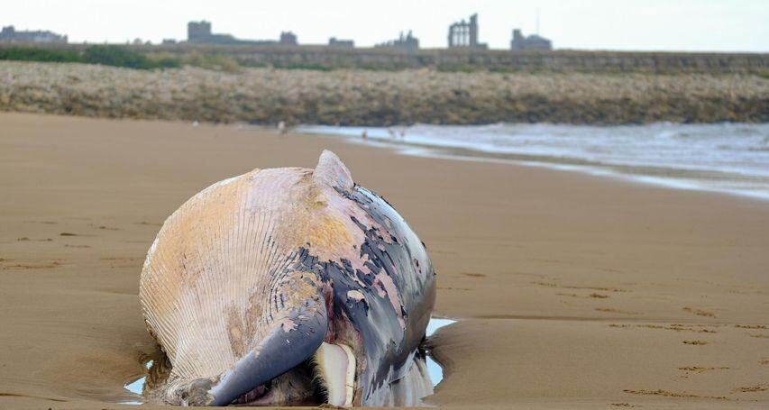 The whale washed up on a South Shields beach.