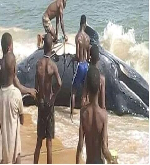 Dead whale on Grandcess Beach, Liberia