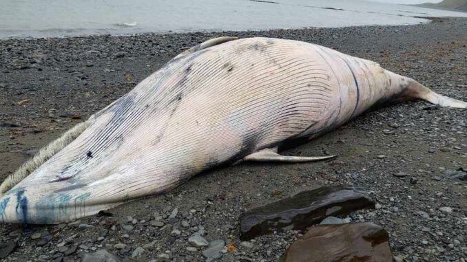 This whale was found on a beach on Nelson Island.