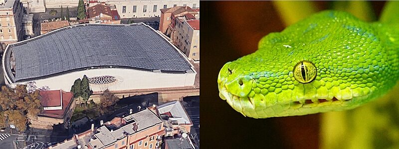 vatican audience hall pit viper snake