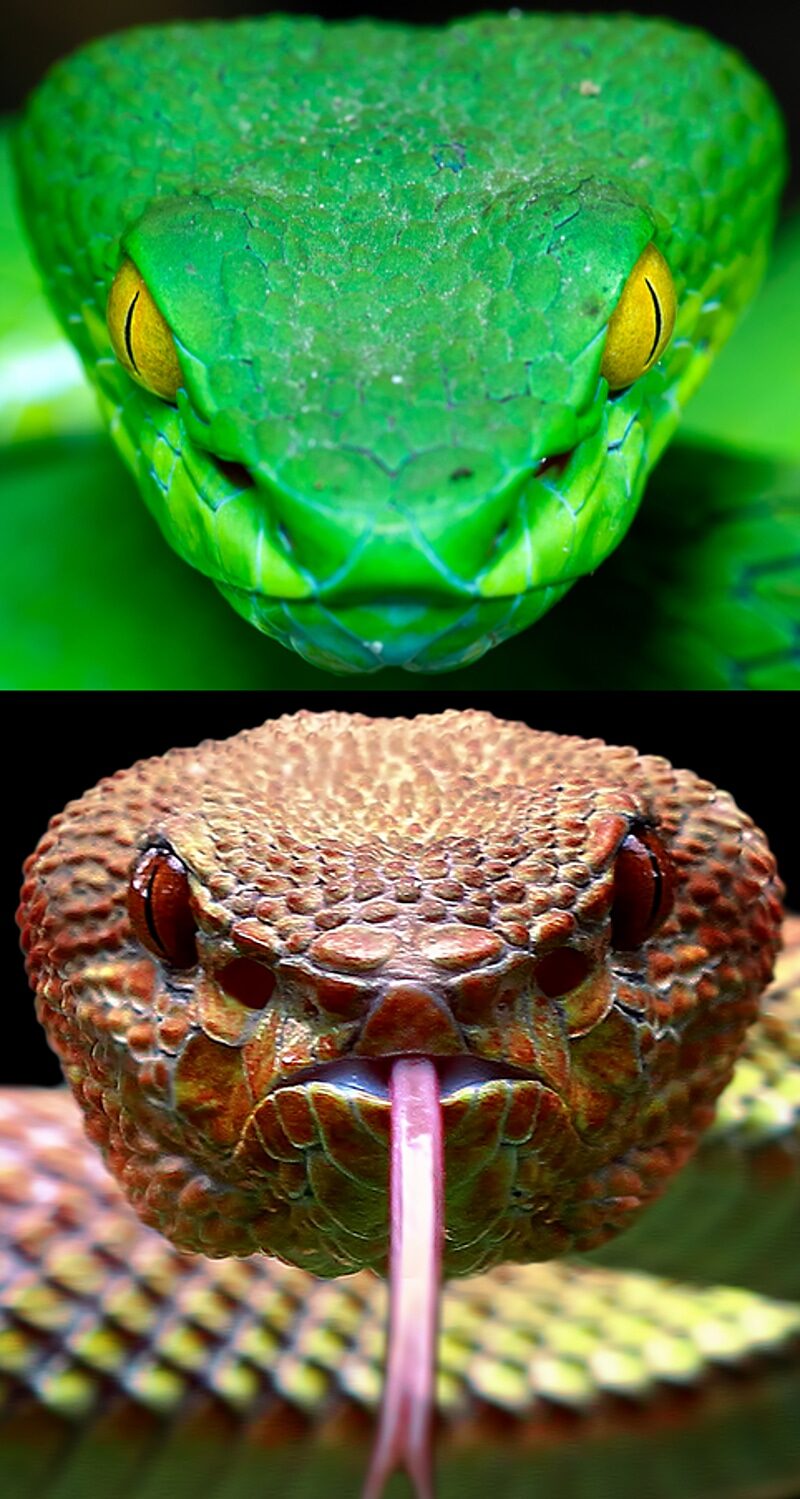 pit viper snake head