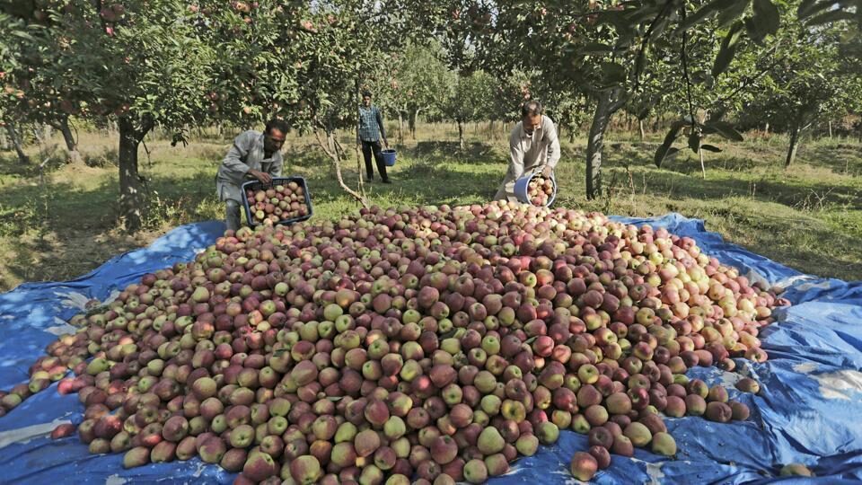Apples