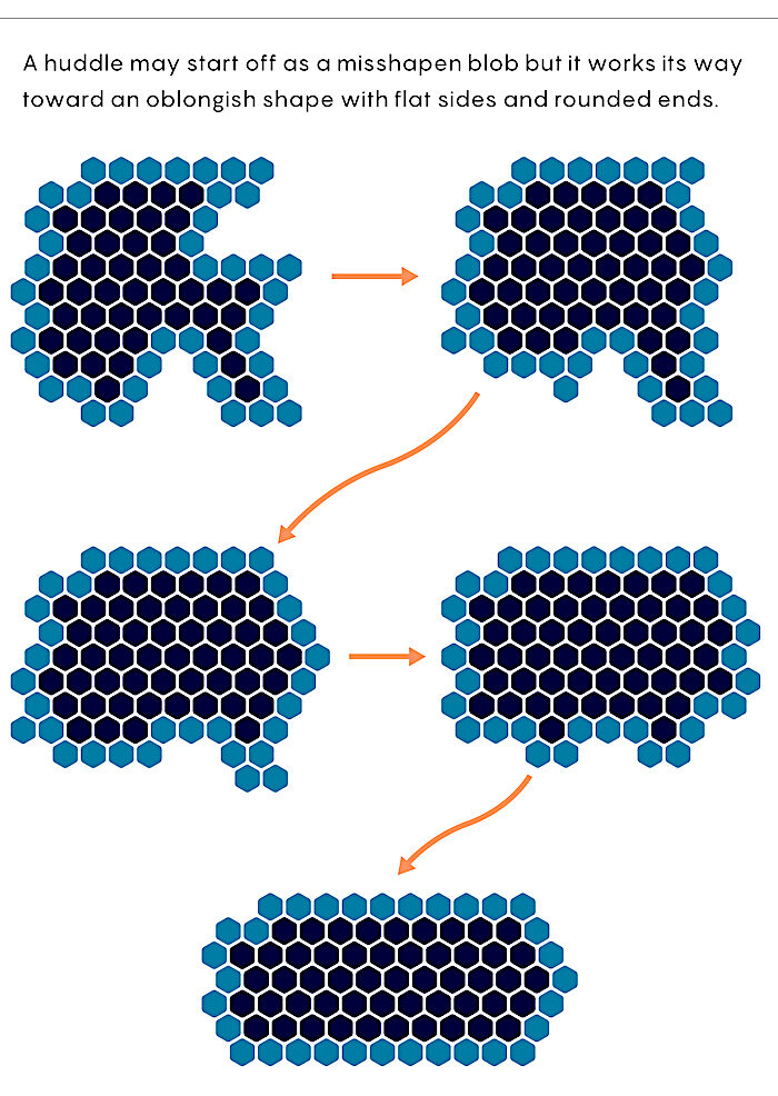5 shapes penguin moves
