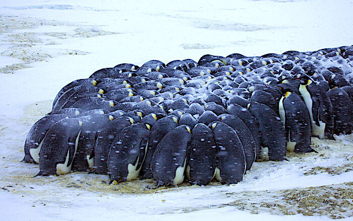 Penguin huddle
