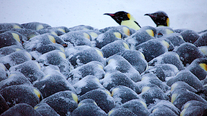 Click to enlarge Emperor Penguins