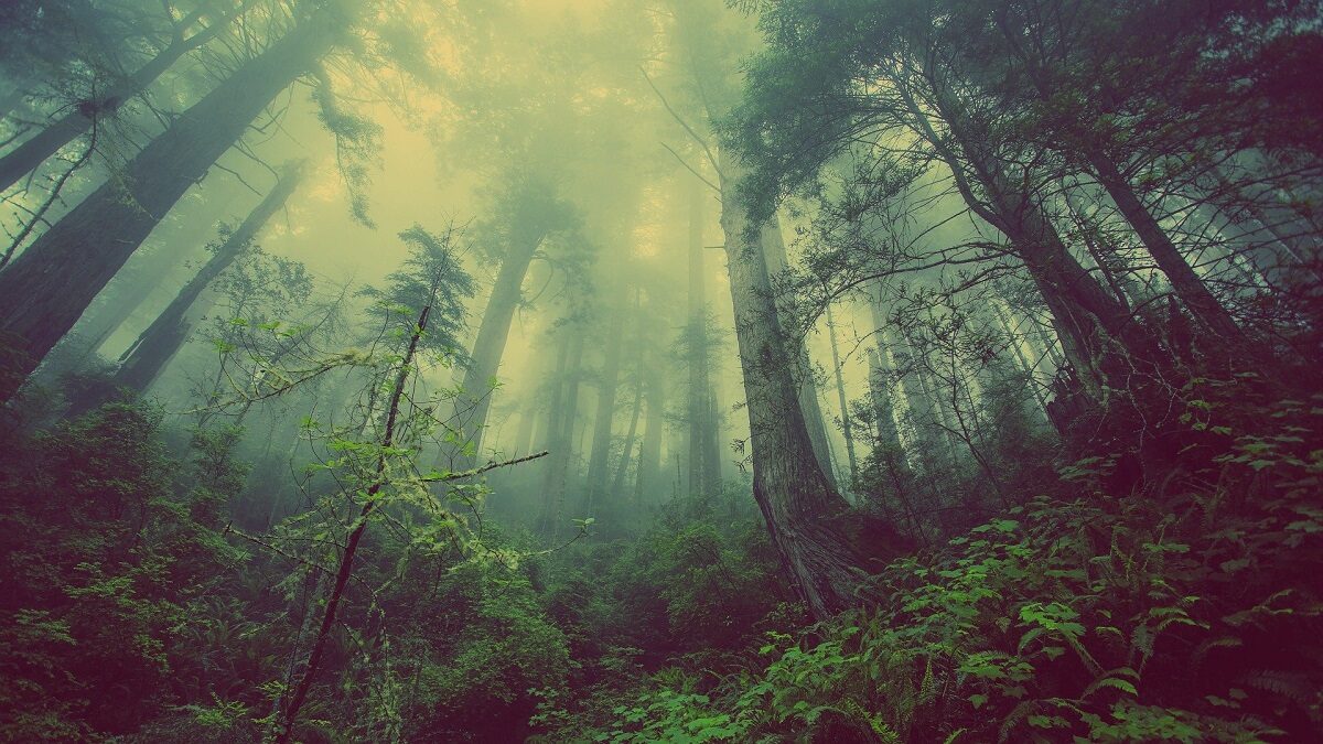 Click to enlarge Forest