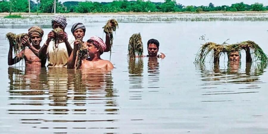 Farmers show rotten paddy saplings in flood-hit Gobindapur village of Kendrapara district.