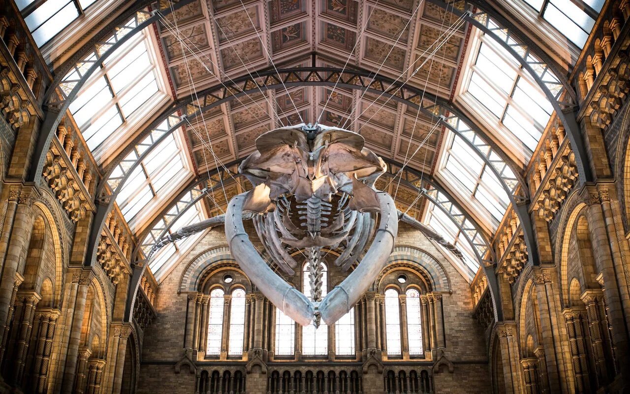 Blue whale skeleton
