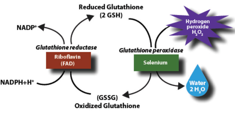 Click to enlarge nac cycle