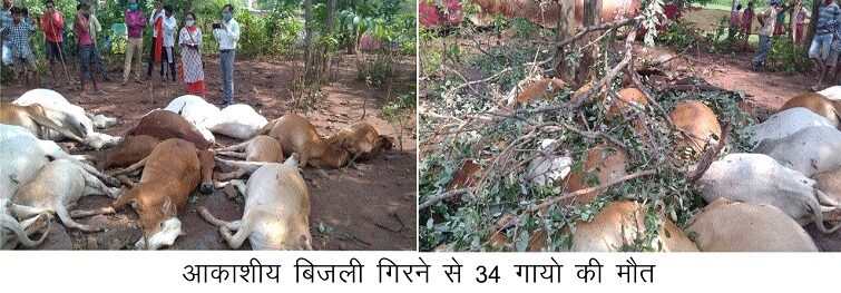 dead cattle